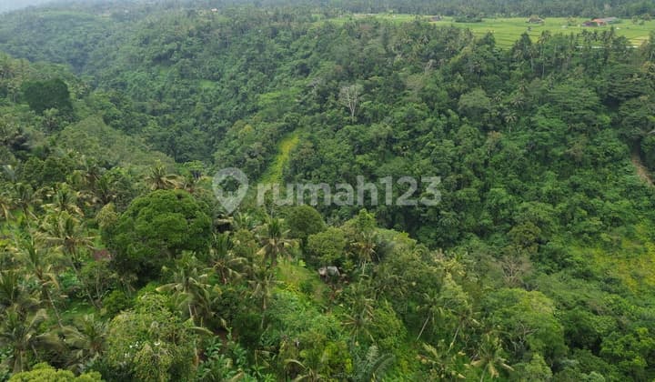 Disewakan Tanah Luas Buahan Payangan, Gianyar, Ubud Bali
