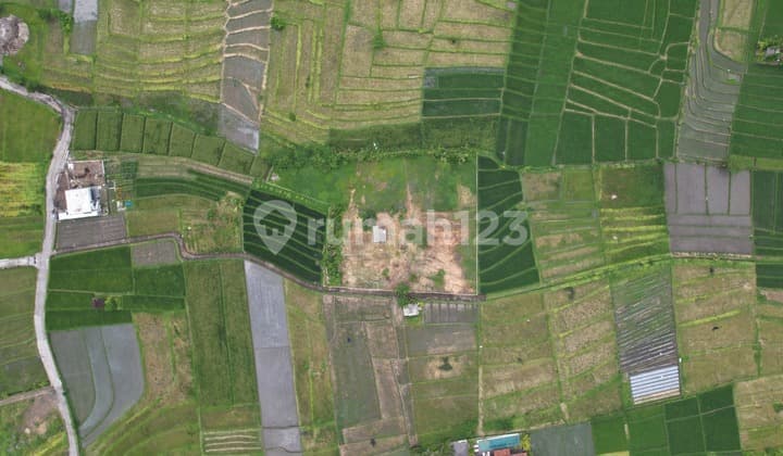 Tanah 35,9 Are dengan Hak Milik (Freehold) dan Zoning Siap Bangun di Nyanyi (L-Tb14)