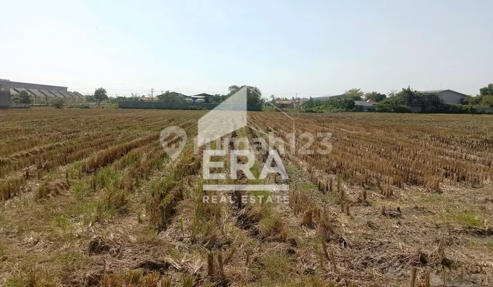 Jual Sawah Produktif Munjung Agung Kramat Tegal