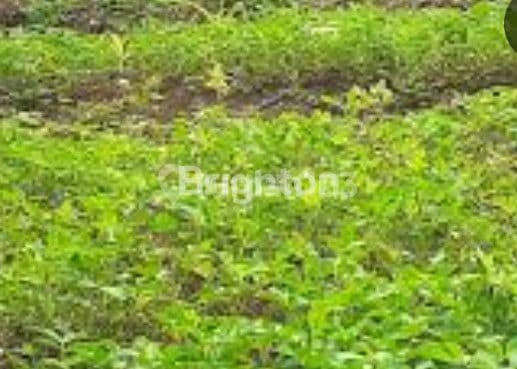 TANAH DISEWAKAN SIAP BANGUN COCOK UNTUK USAHA LUAS 4.750 M DAERAH SOEKARNO HATTA SEMARANG