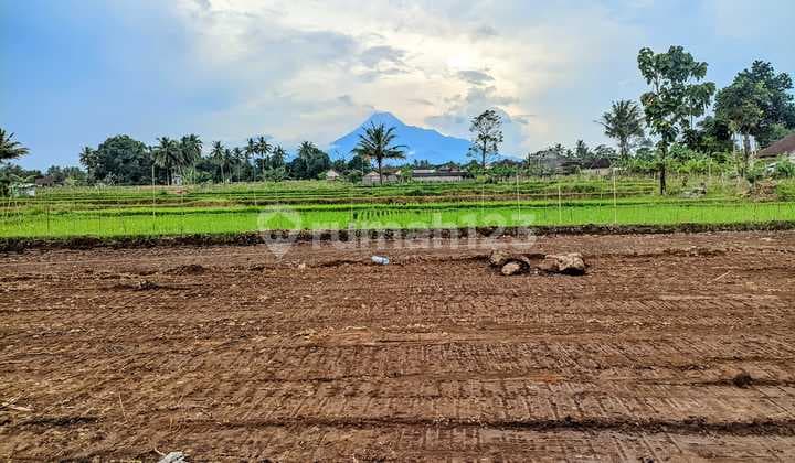 Tanah Pandowoharjo View Sawah dan Gunung