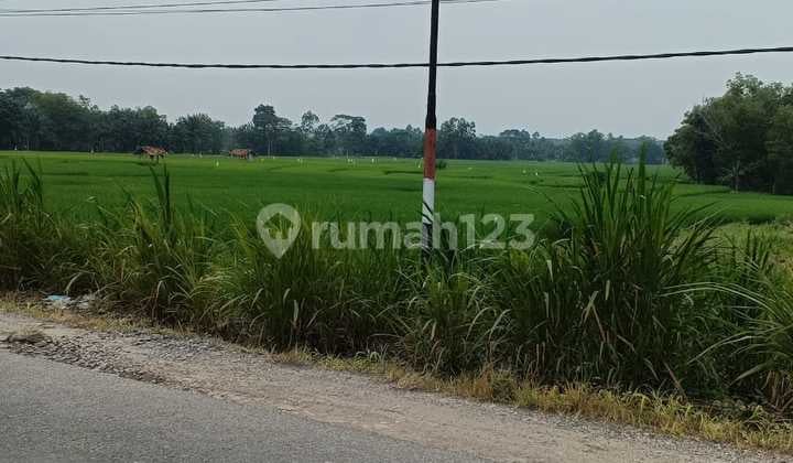 Tanah Sawah Pinggir Jalan Marga Agung Jati Agung Lamsel
