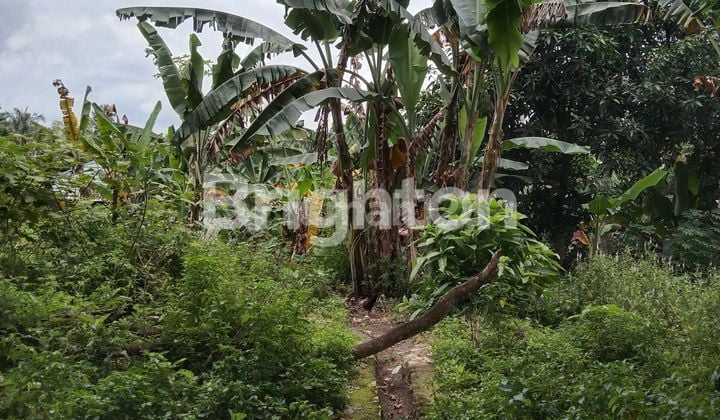 Tanah strategis pinggir jalan luas 2400m dekat gerbang tol lematang lampung