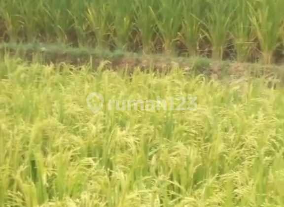Tanah Sawah Subur Makmur Di Sukamakmur