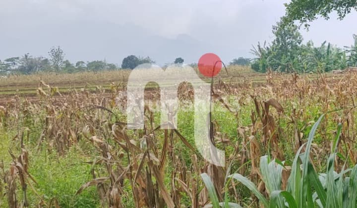 Dijual Sawah di Boja, Kendal