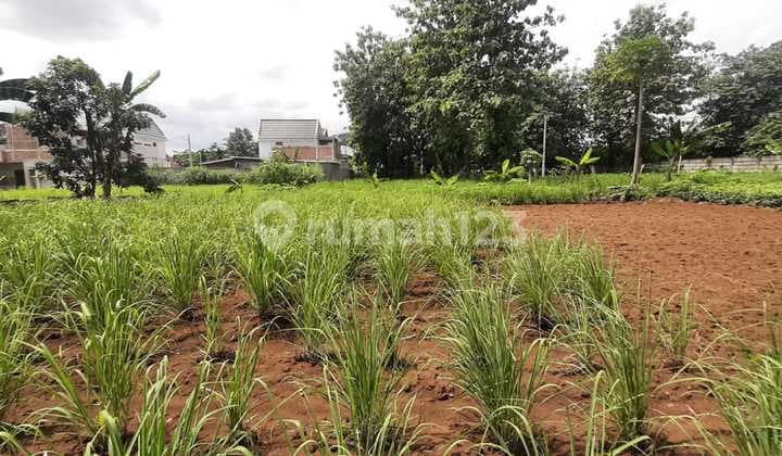 Tanah Bagus Area Luewinanggung Depok Akses Tol Jagorawi & Cibubur