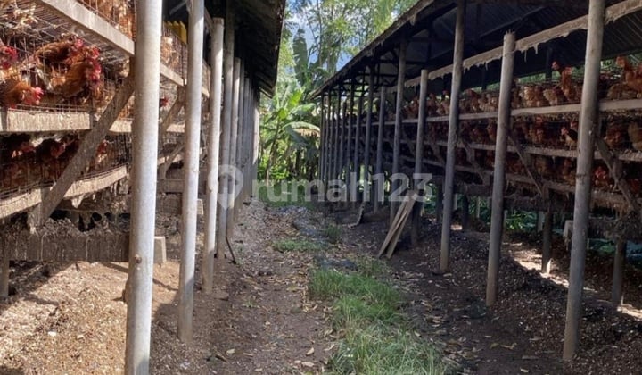 Dijual Kandang Ayam Petelur Aktif Siap Cuan Lokasi Trawas