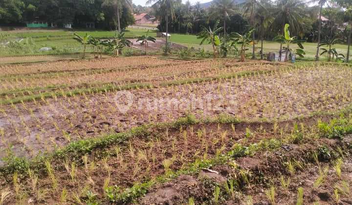 Tanah Sawah Harga Miring Sambilawang Waringinkurung