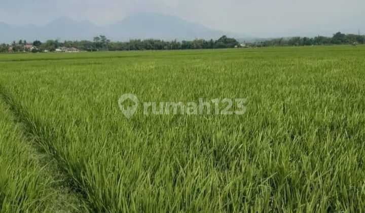 Ada 3Bidang Sawah Bagus Buat Usaha Pabrik di Ciparay Bandung