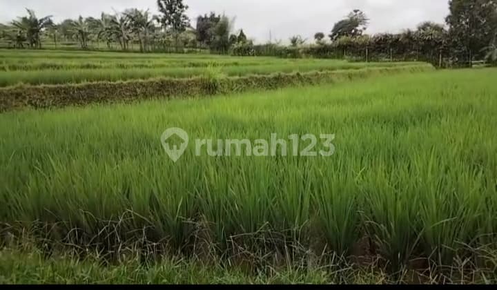 Tanah Sawah Di Puncak Gadok Ada 2 Unit