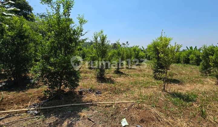 Kebun Jeruk Limo Produktif Sudah Shm Cocok Untuk Investasi