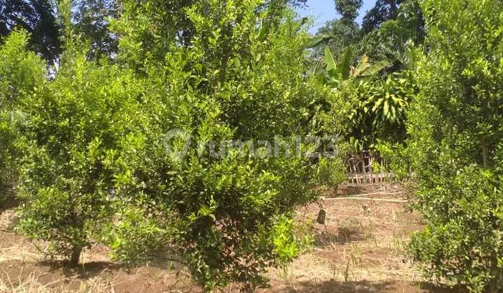 Kebun Produktif Memiliki Nilai Investasi Tinggi,udara Sejuk,tanah Datar, Dipinggir Jalan Desa Cianjur