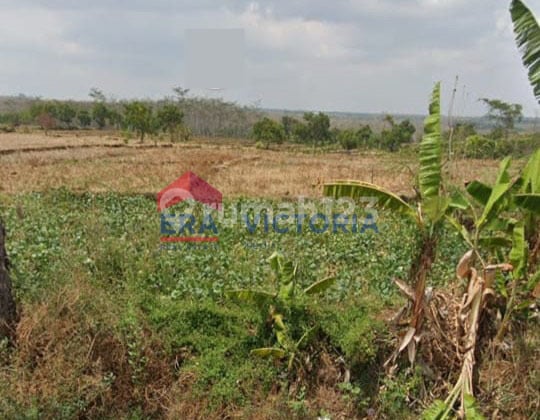 Tanah Akses Jalan Utama Cocok Untuk Perumahan di Ngetos Nganjuk