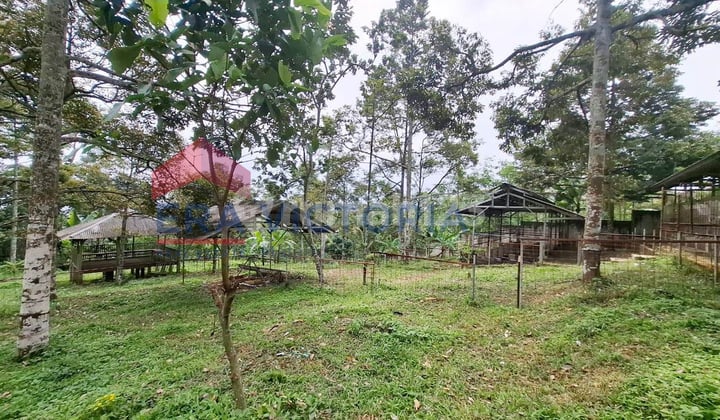 FOR SALE Durian Orchard Wide Area Purwodadi Access 8 KM from Purwodadi Toll Exit