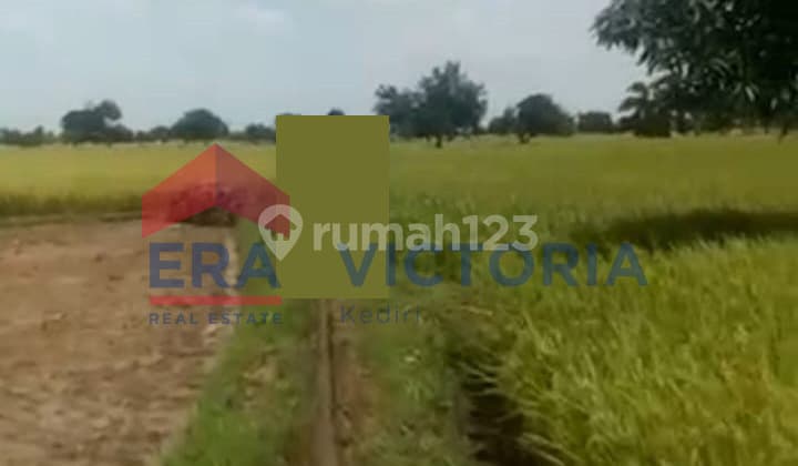 Tanah Jual di Sarirejo Lamongan Dekat Kantor Desa