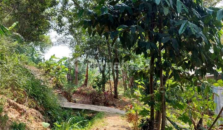 Tanah Luas Padat Dan Aman