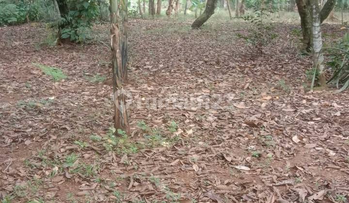 Tanah Darat di Tanjung Sari Bogor