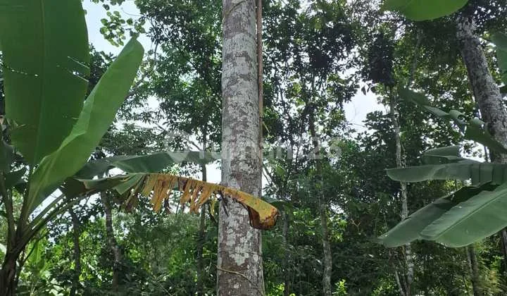 Kebun Durian Murah Cocok Untuk Investasi Di Gunungpati
