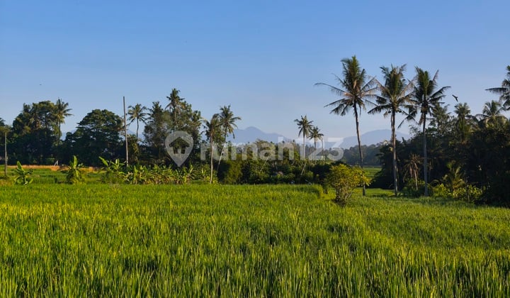 Lahan 45 Are di Singapadu Ubud, View Sawah dan Deretan Gunung