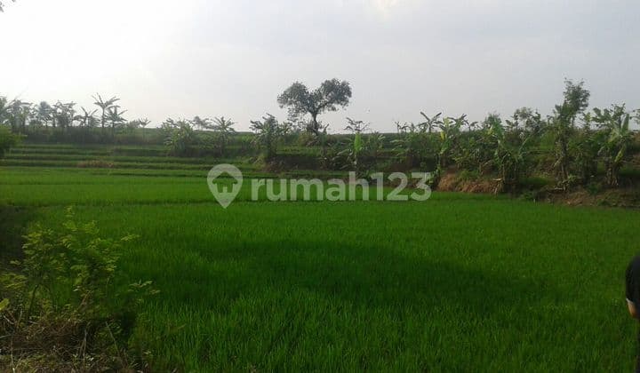 Tanah Sawah Daerah Sinargalih Bumi Mas