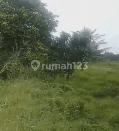 Jual Cepat Tanah 16 Ha Zona Perumahan Di Desa Tapos Tigaraksa Tangerang