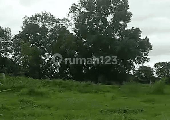 Disewakan Tanah 9000 m2 Di Pinggir Jalan Cibadak Cikupa Tangerang