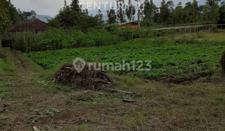 Tanah Subur Buat Investasi Area Ciwidey Penghasil Cuan