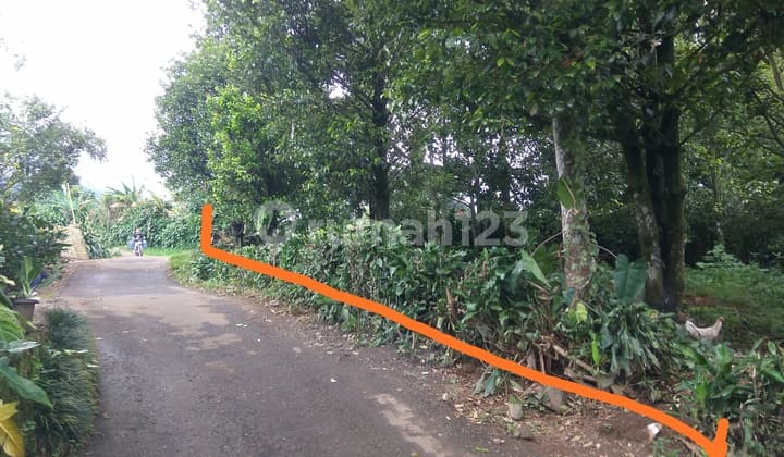 Tanah Ciapus, kebun pala Murah Di Tamansari Bogor