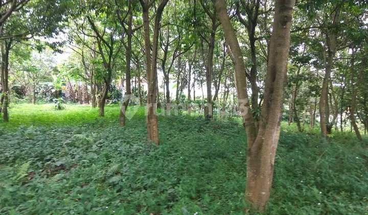Land Near Sentul City, Cijayanti, Bogor