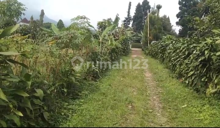 TANAH MURAH CIAMPEA BOGOR