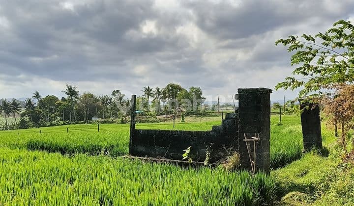 Tanah SHM Peruntukan Perumahan Luas 1357 m² Di Tegal Mengkeb 300m Dari Pantai
