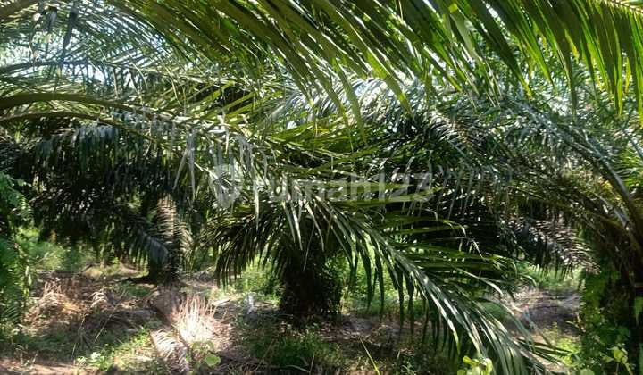 Cheap Productive Palm Oil Plantation Land 100ha Cibitung Pandeglang Serang Banten