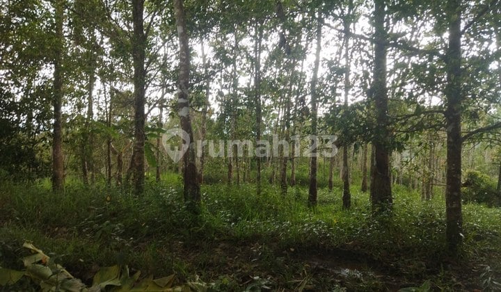 Tanah Kebun di Sukabumi, Akses Tol Cibadak Harga 35Rb/M.