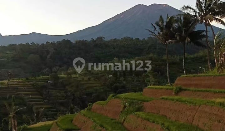Tanah Pertanian Dikawasan Wisata Gunung Rinjani Lombok