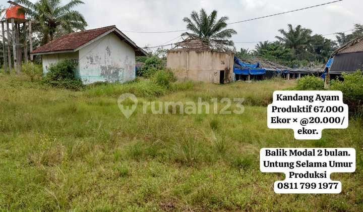 Kandang Ayam Produktif. bisa Dijual Lepas bisa Kerjasama.