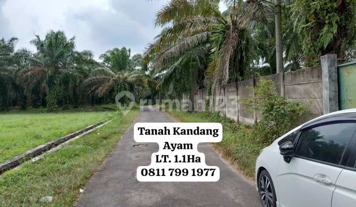 Chicken Coop Land Area 1.1Ha Width 100M2 Length 110M2 Chicken Coop Land Area 1.1Ha Width 100M2 Length 110M2