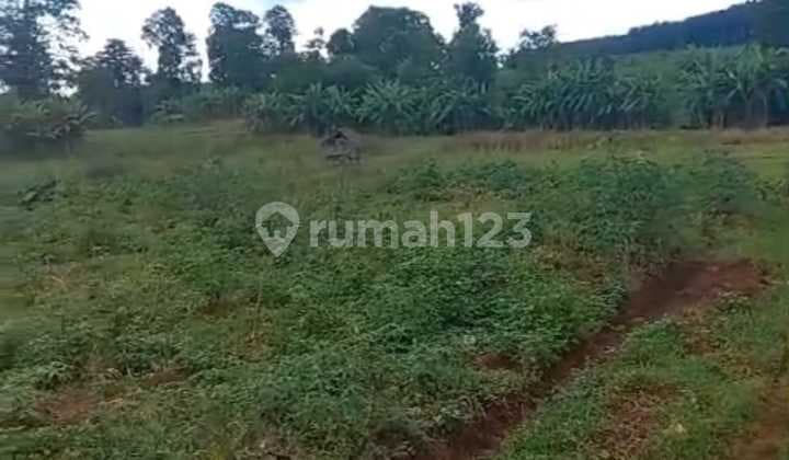Dijual Tanah Sawah Daerah Bangsri Jepara