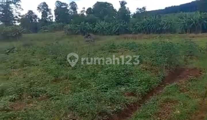 Dijual Tanah Sawah Daerah Bangsri Jepara