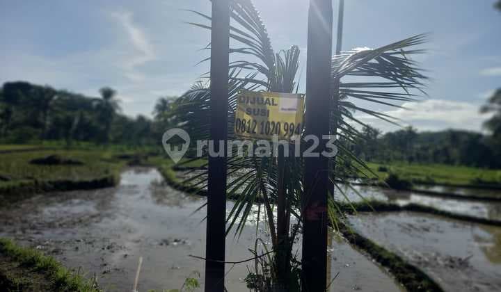 Tanah Sawah Jl.cinagen Cikaso Kec. Cibitung Desa Cibodas Sukabumi