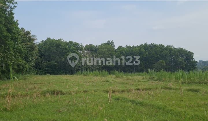 Jual Cepat Kebun Jati Dan Tanah Sawah Tanjung Bintang