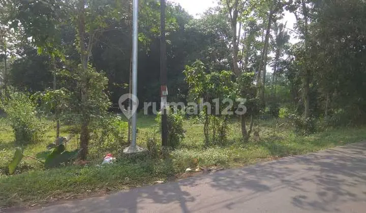 Jabung singosari malang nol jalan