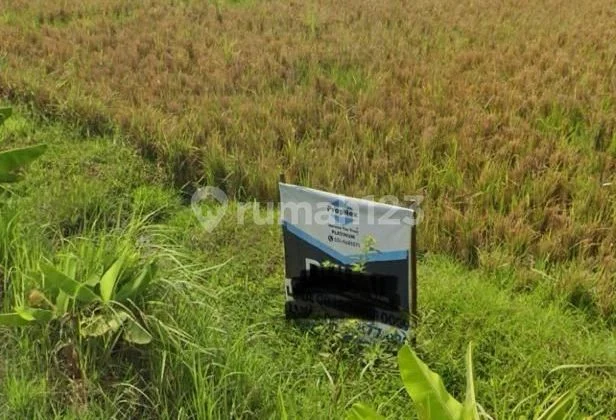 Tanah di Karangbong gedangan sidoarjo nol.jalan samping aim biskuit Tanah di Karangbong gedangan sidoarjo nol.jalan samping aim biskuit