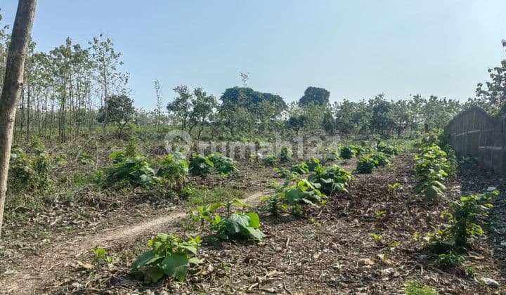Raya tuban - babat nol jalan propinsi