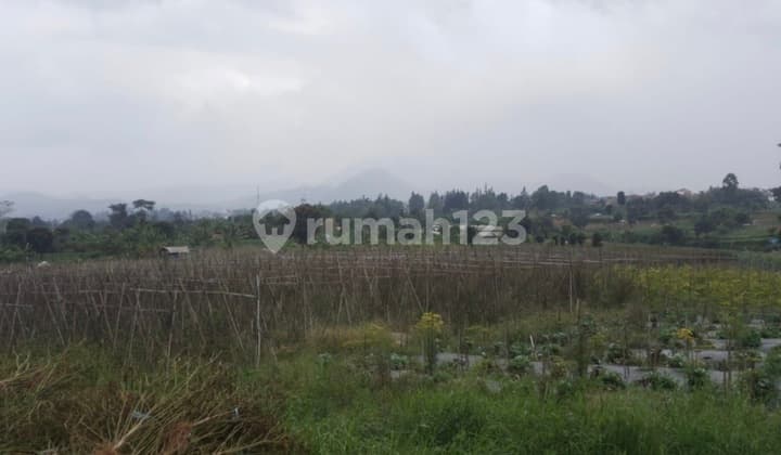 Tanah Di Jl. Ciguntur, Cipendawa, Pacet, Cianjur, Jawa Barat