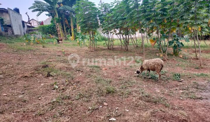 Flood-free, freehold certificate