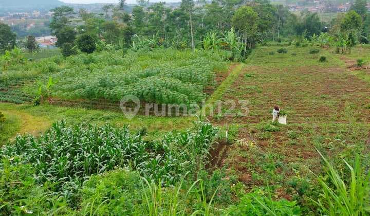 Di Jual Cepat Tanah Murah Dkt Tol Pamulihan Sumedang Akses Mobilluas 10.000 Meter Jarang Ada ,harga Murah Cck U/invest