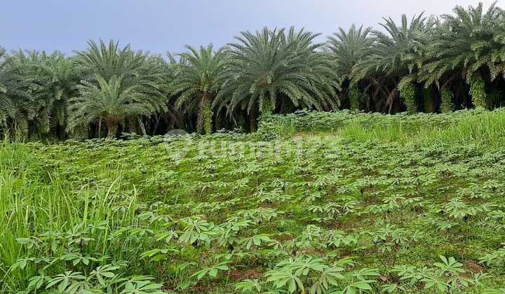 Semplak Jual Cepat 800rb m