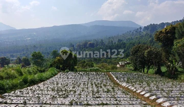 Jual Cepat Tanah Strategis Di Gunung Putri Lembang Cocok Untuk Villa Dan Perkebunan