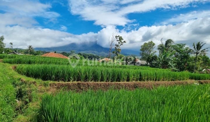 Dijual Lahan Sawah Pinggir Jalan