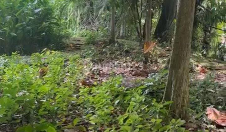 Dijual Tanah Di Mambal Dekat Ubud Tempat Pariwisata